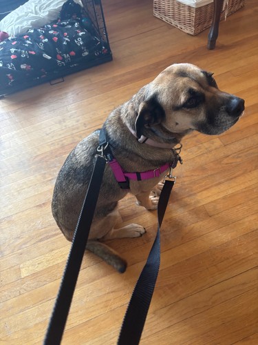 Hounds design dog harness - dog,