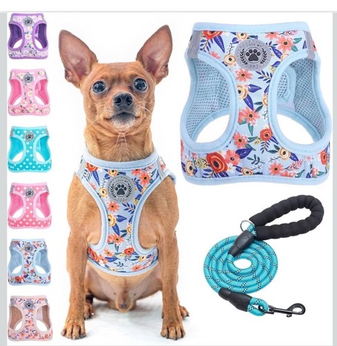 Small dog harness and leash - dog,