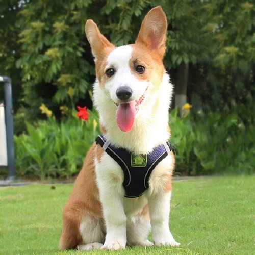 Pull dog pet harness - dog,