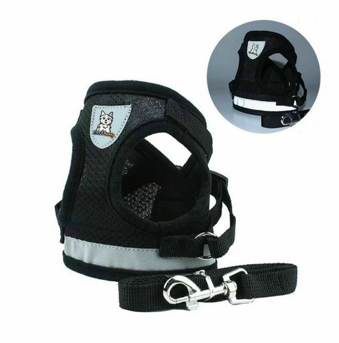 Black dogs harness and - harness,
