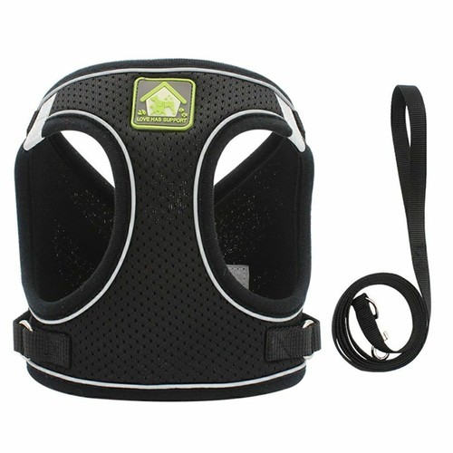Pet small dog puppy - pet,