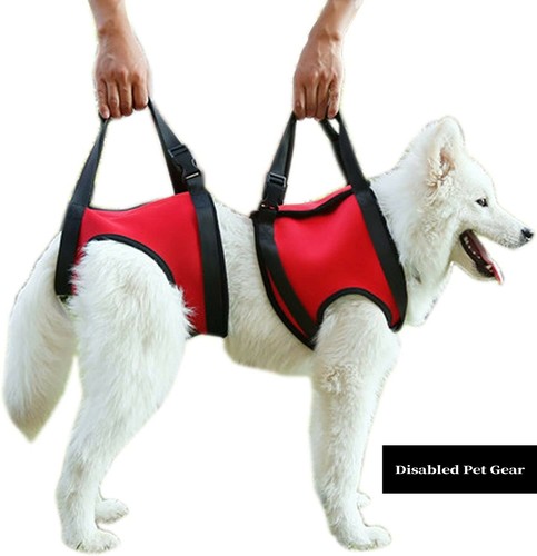 Rear front dog support - front,