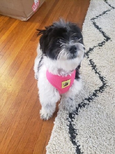 Usa based dog harness soft - usa,
